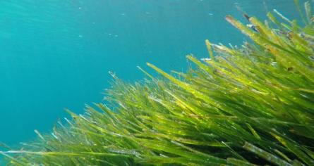 Posidònia_il·lustració_taller